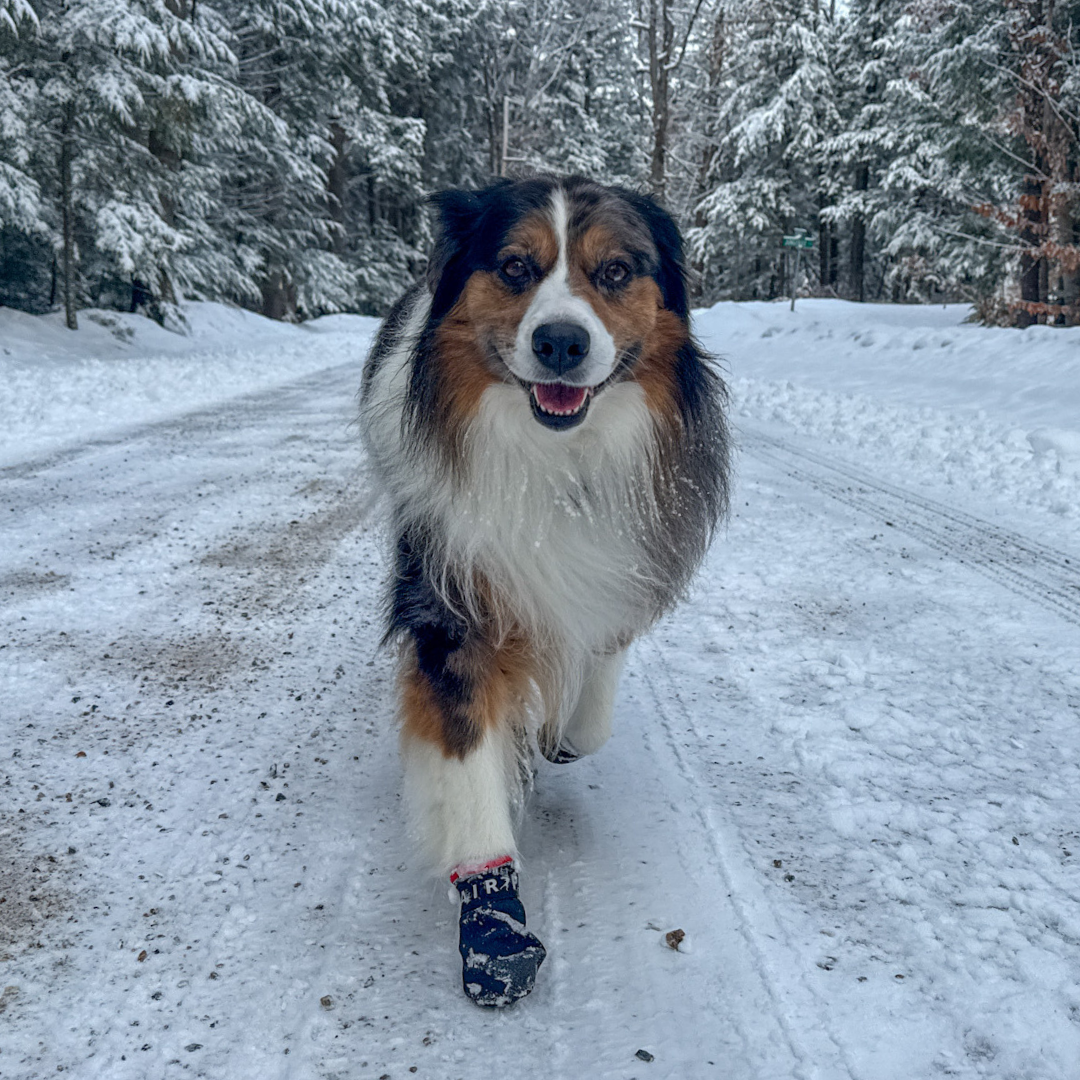 Flexible Dog Booties, Set of Four Water-Resistant Paw Protectors for Hot Pavement, Trails and Winter Walks source image 8