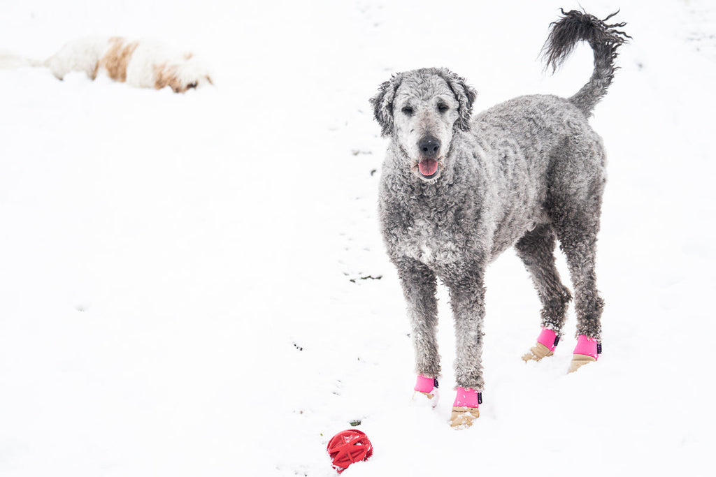 Water-Resistant Dog Booties, One Pair with Leather Soles and Neoprene Uppers for All-Weather Walks source image 8