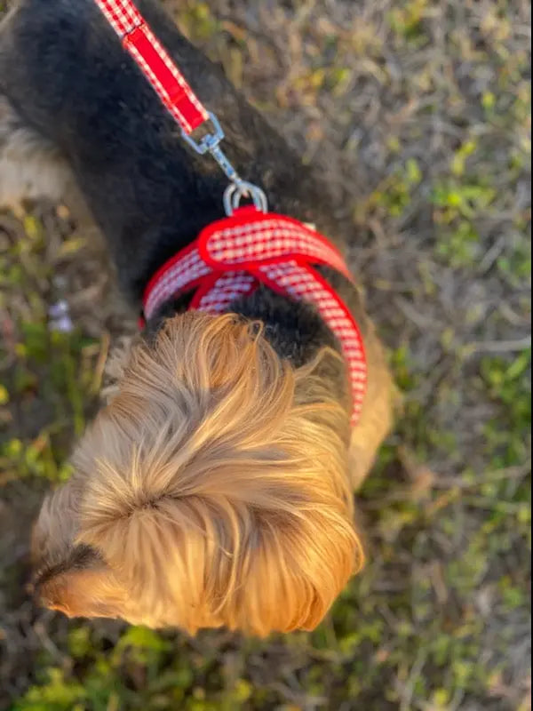 Gingham Step-In Dog Harness, Soft Adjustable Mesh Walking Vest in Five Colors for Dogs from 3 to 40 Pounds source image 8