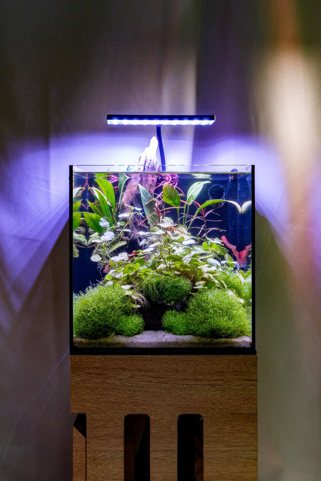 Riccia Fluitans Tissue Culture Aquarium Plant for Bright Green Floating Mats and Hardscape Carpeting source image 8