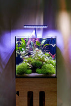 Riccia Fluitans Tissue Culture Aquarium Plant for Bright Green Floating Mats and Hardscape Carpeting source image 8