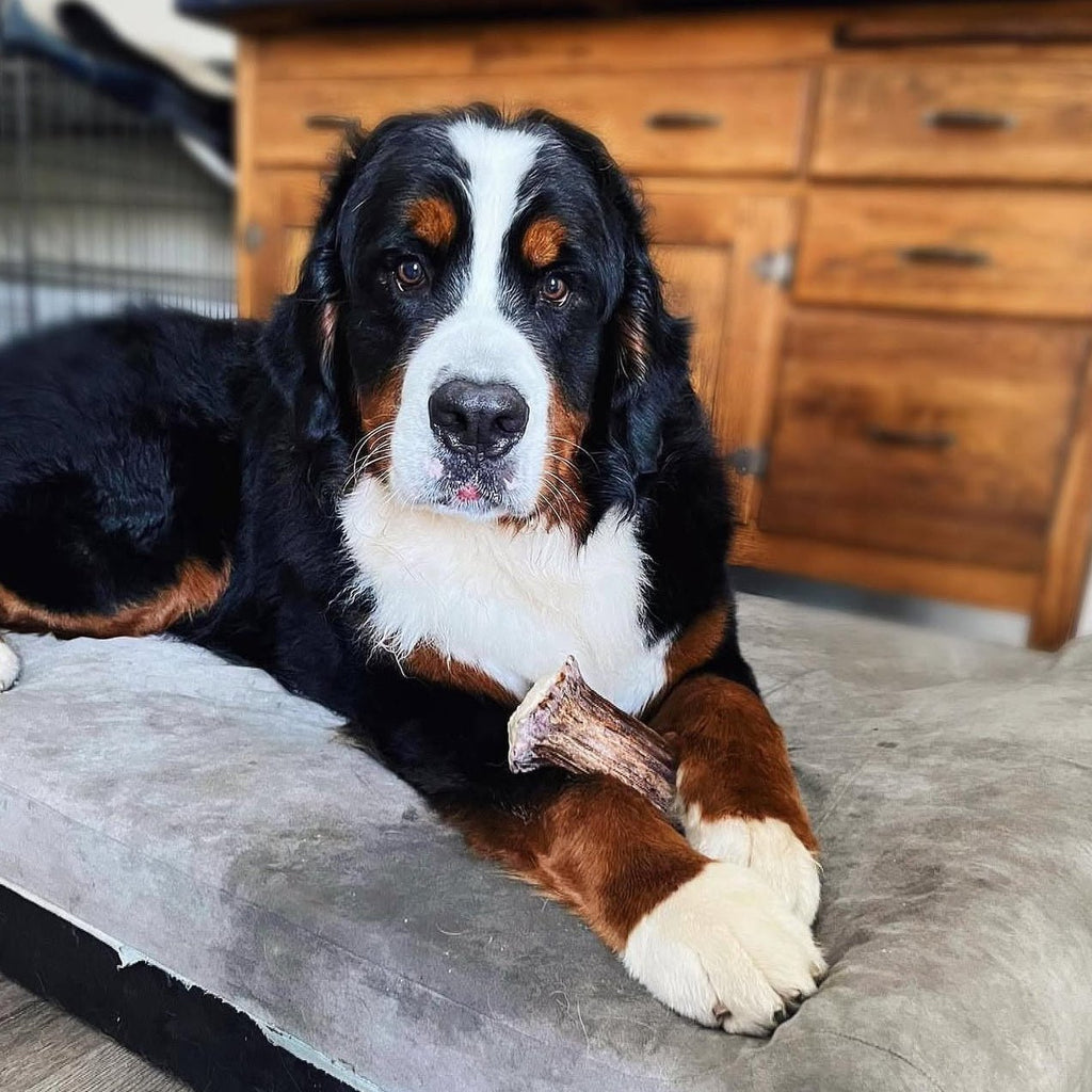 Moose Antler Base Dog Chew for Extreme Power Chewers, Dense Single-Piece Treat in Three Weight-Based Sizes source image 8