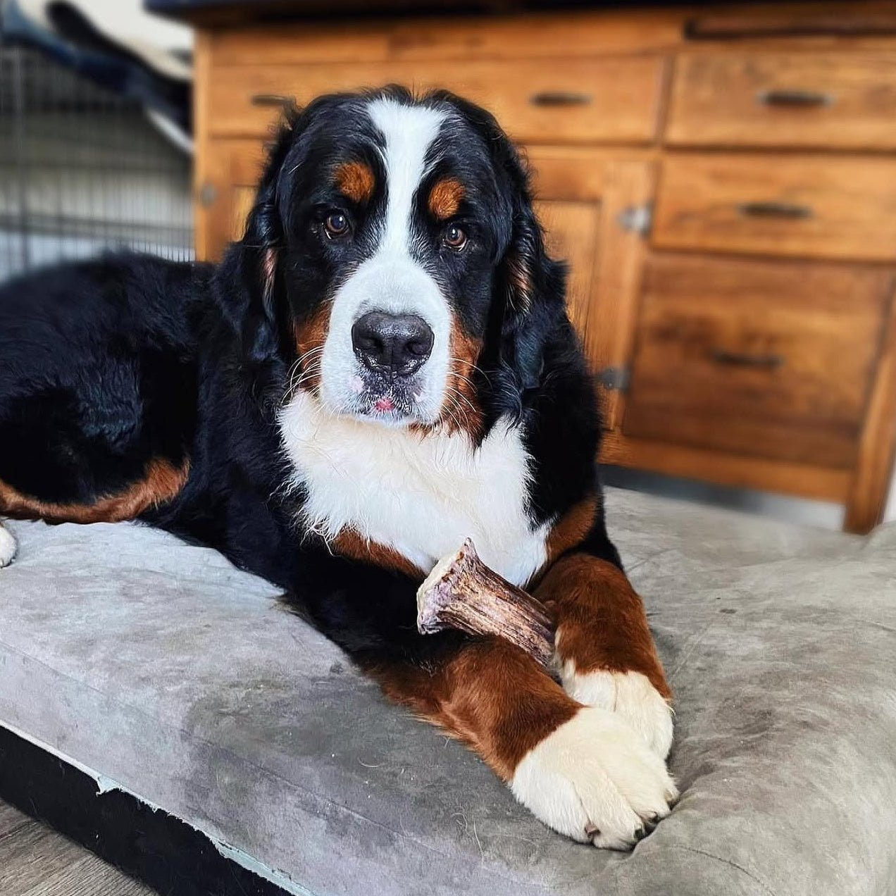 Moose Antler Base Dog Chew for Extreme Power Chewers, Dense Single-Piece Treat in Three Weight-Based Sizes source image 8