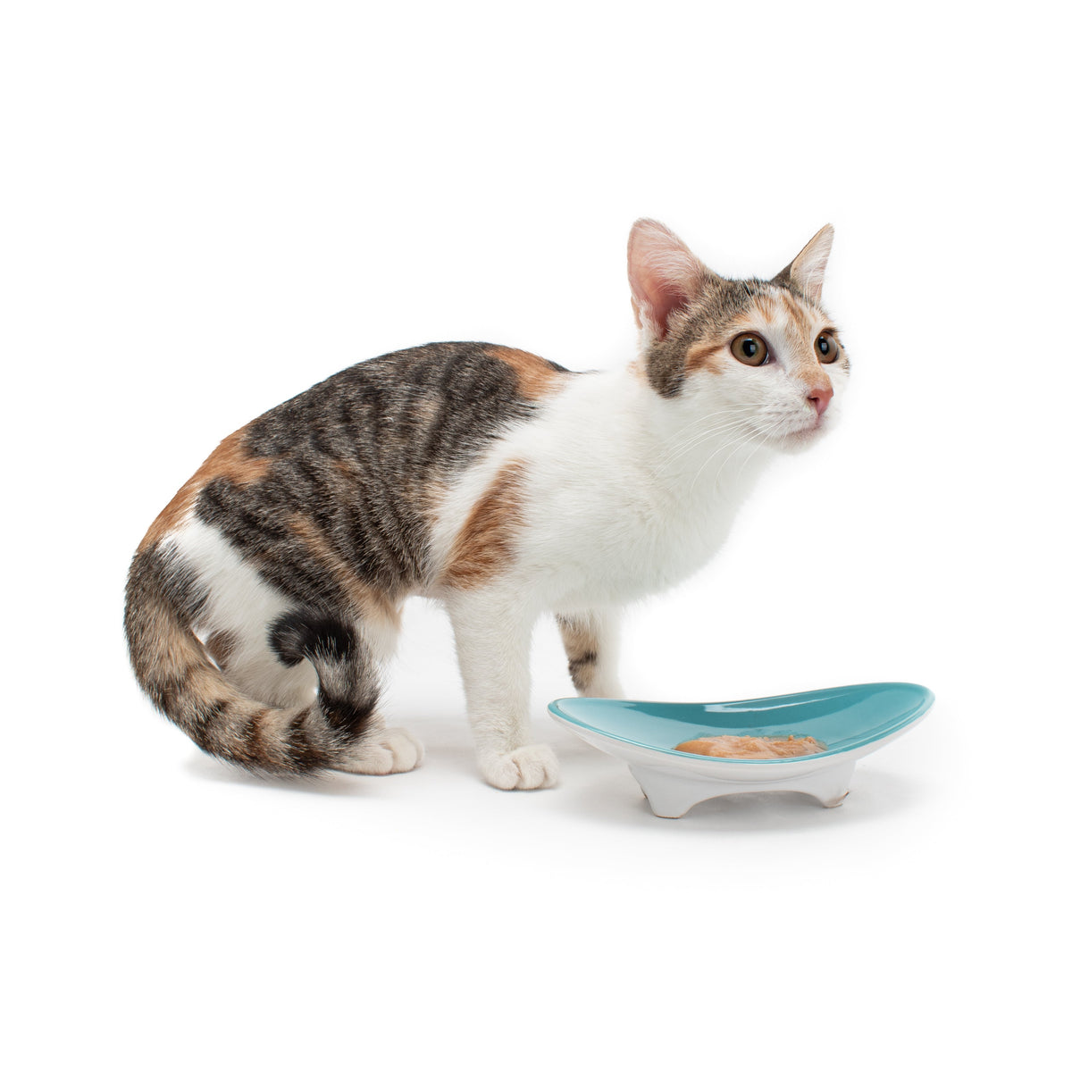 Elevated Oval Ceramic Cat Bowl with Wide Whisker-Friendly Shape for Wet or Dry Food and Easier Mealtimes source image 8