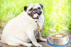 Stainless Steel Slow Feeder Dog Bowl with Non-Slip Silicone Base, Three Capacities for Wet or Dry Food source image 8