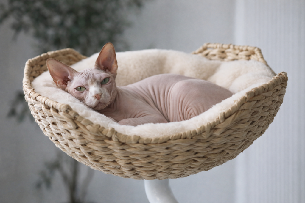 Rotating Desk-Mounted Cat Bed with Tool-Free Clamp, Handwoven or Birchwood Nest for Cats up to 45 lb source image 8