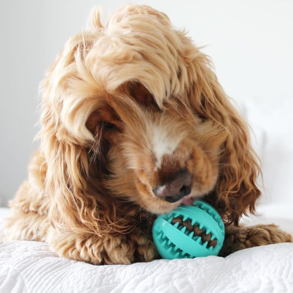 Natural Rubber Treat-Dispensing Dog Toy, Flexible Dental Chew Ball for Fetch in 6 cm and 7 cm Sizes source image 8