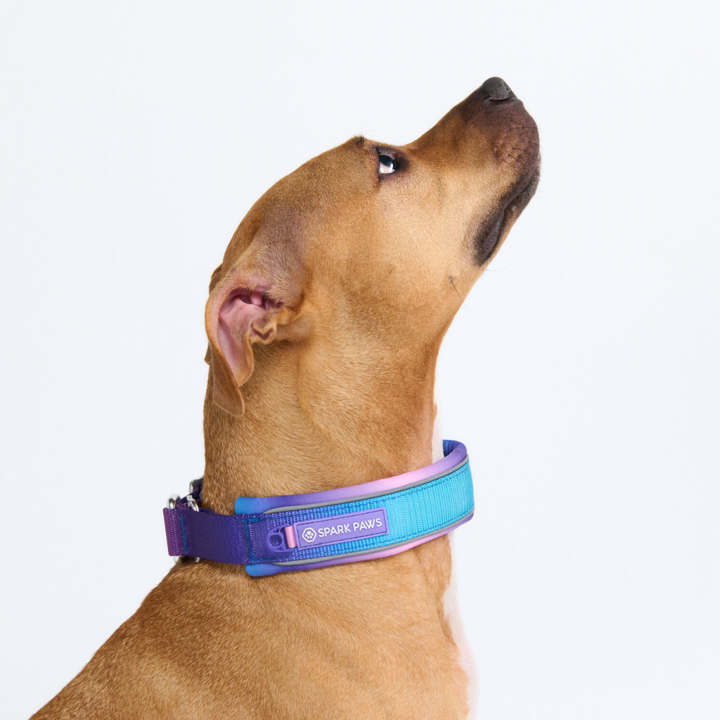 Cushioned Martingale Dog Collar for Gentle Leash Guidance, Limited-Cinch Design in Five Sizes source image 8