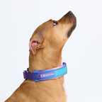 Cushioned Martingale Dog Collar for Gentle Leash Guidance, Limited-Cinch Design in Five Sizes source image 8