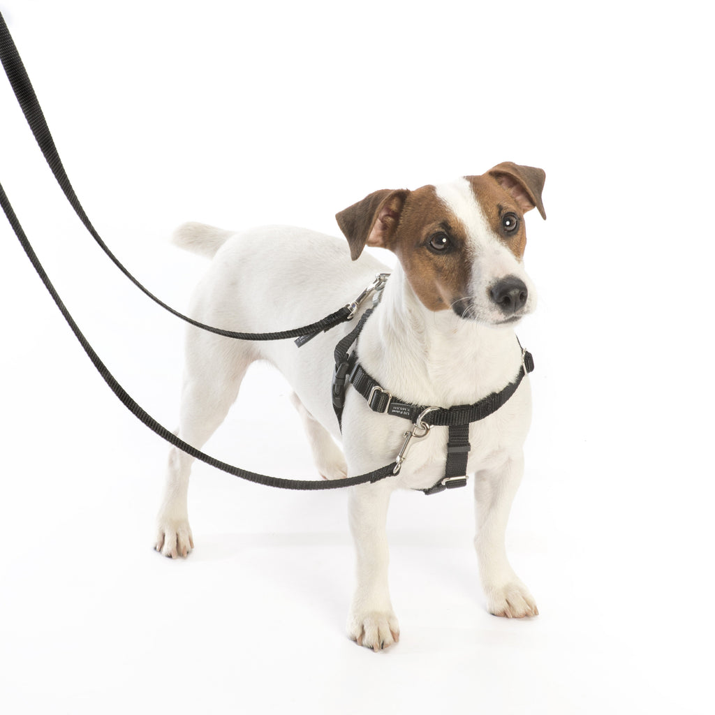 Hot Pink No-Pull Dog Harness, Velvet-Lined Chest Strap, Seven Sizes and Optional Double-Connection Leashes source image 8