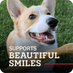 A happy dog with Redbarn Collagen stick in front of their mouth, with the title which reads, 'Supports beautiful smiles.'