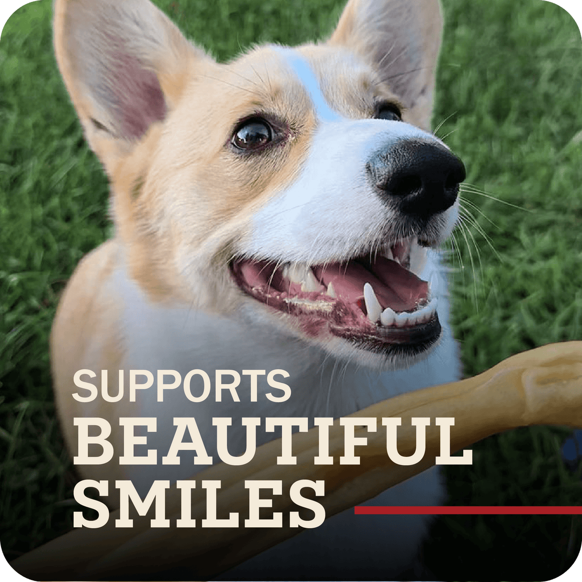 A happy dog with Redbarn Collagen stick in front of their mouth, with the title which reads, 'Supports beautiful smiles.'