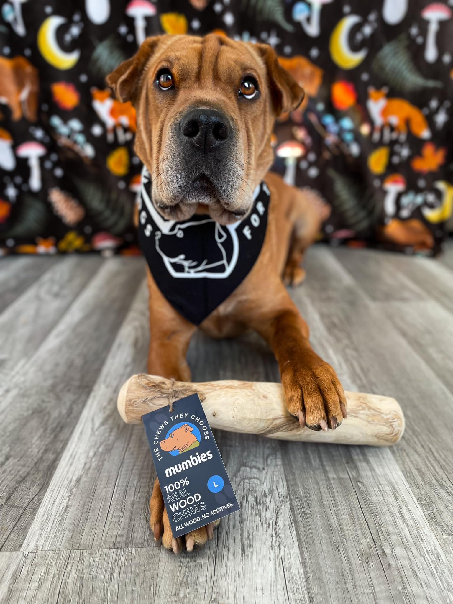 Dog Chew Variety Pack product image 8