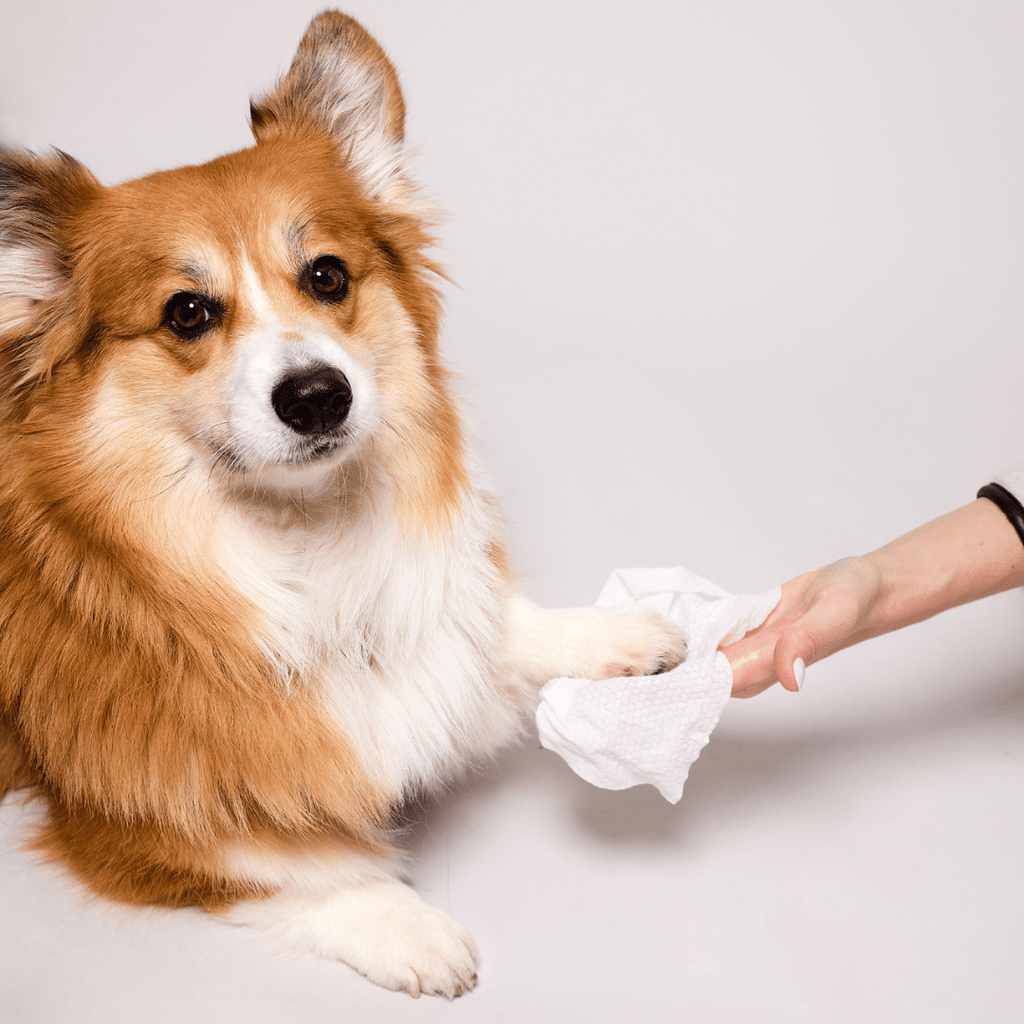 Extra Large Dog Grooming Wipes for Paws, Fur and Skin, Convenient Cleanup Between Regular Baths source image 8