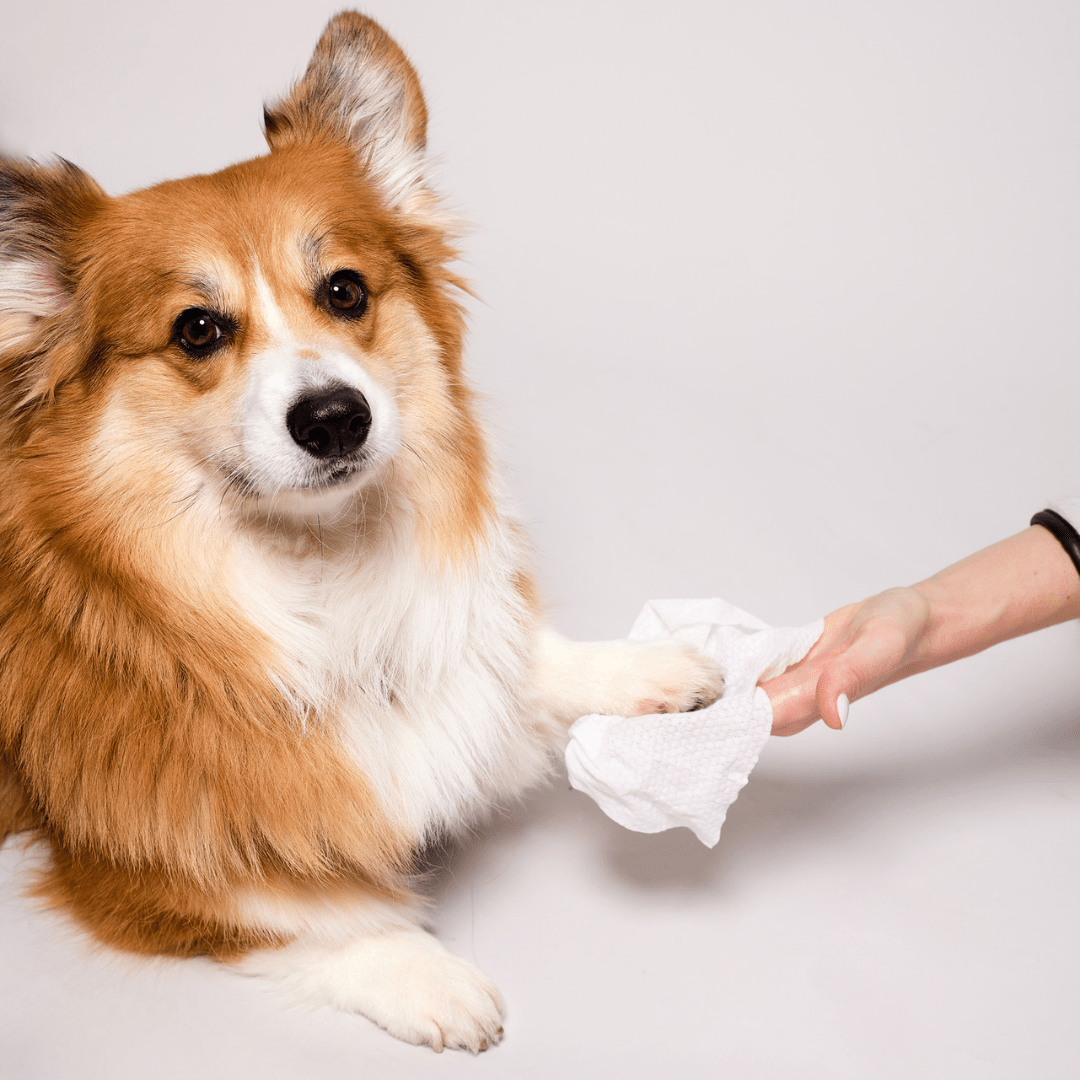 Extra Large Dog Grooming Wipes for Paws, Fur and Skin, Convenient Cleanup Between Regular Baths source image 8