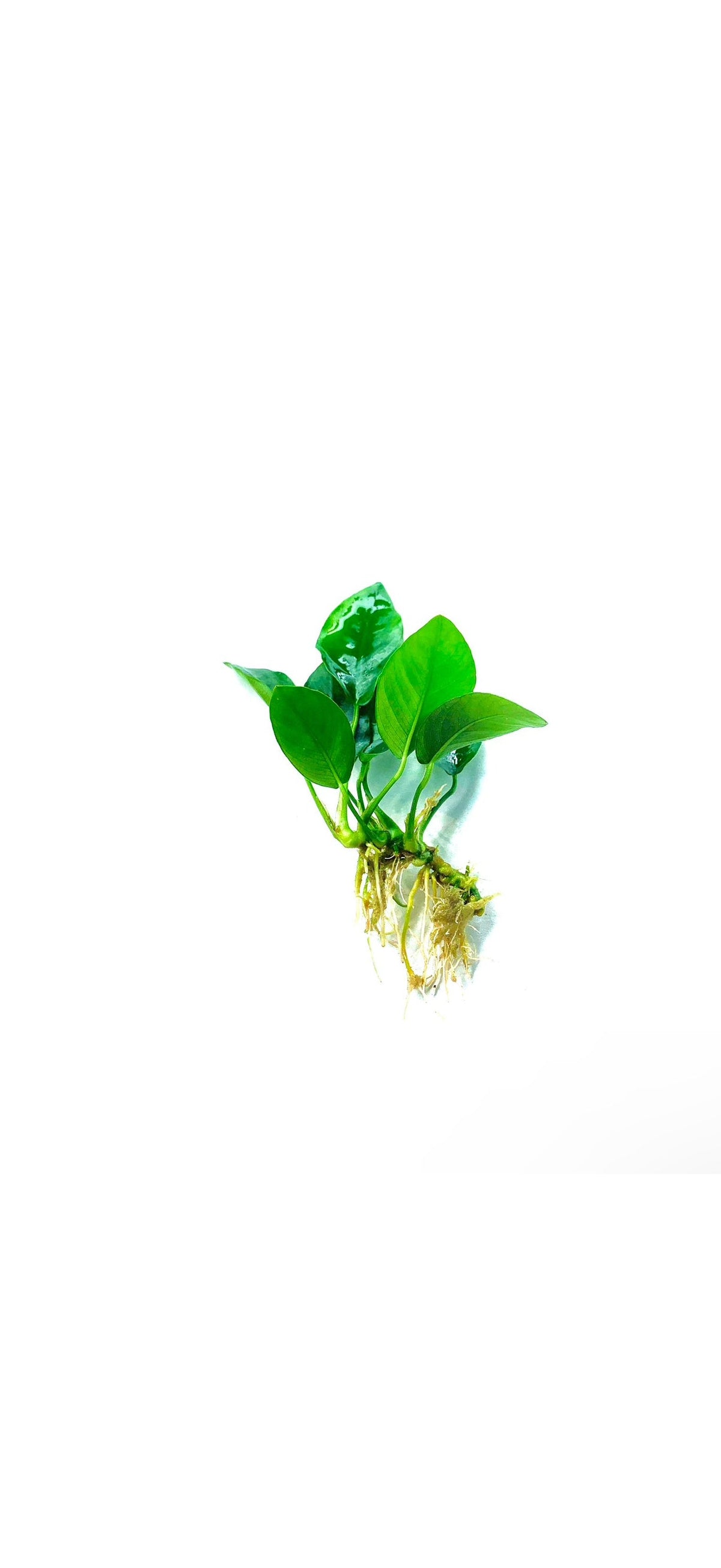 Live Anubias Barteri Aquarium Plant product image 8