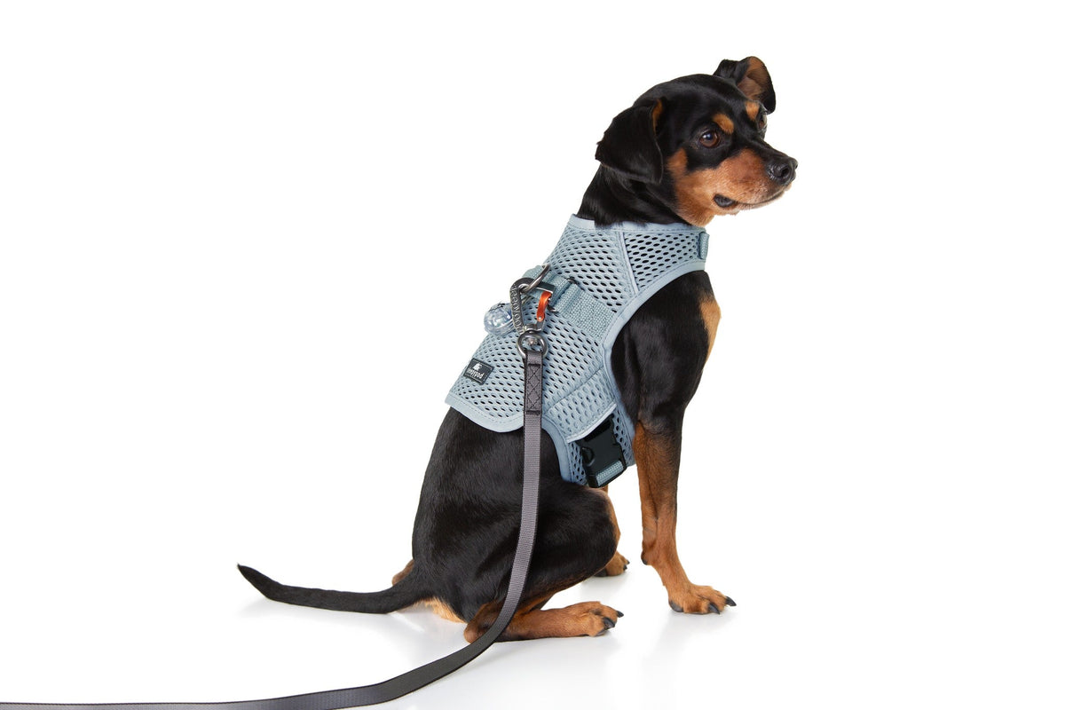 Martingale Dog Harness product image 8