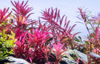 Red Rotala Aquarium Stem Plant product image 8