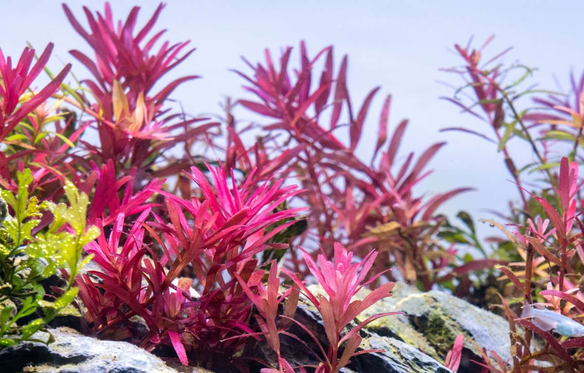 Red Rotala Aquarium Stem Plant product image 8