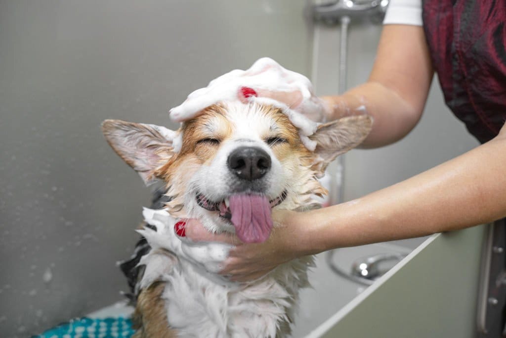 Dog Shampoo Bar product image 8