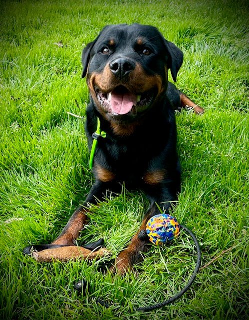 Cowhide Dog Tug Toy product image 8
