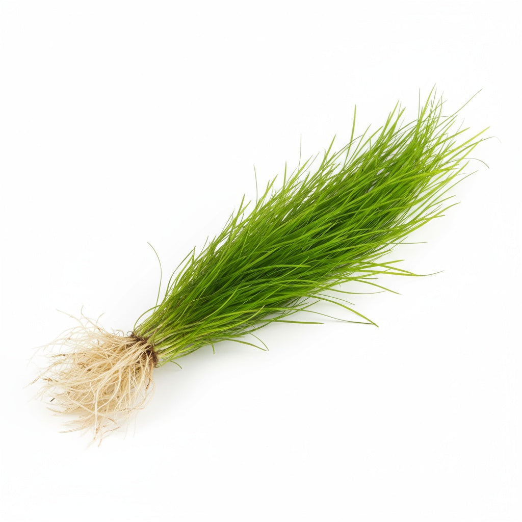 Live Aquarium Plant product image 8