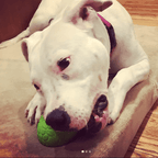 Dog Treat Dispenser product image 8