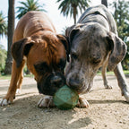Treat-Dispensing Dog Ball product image 8