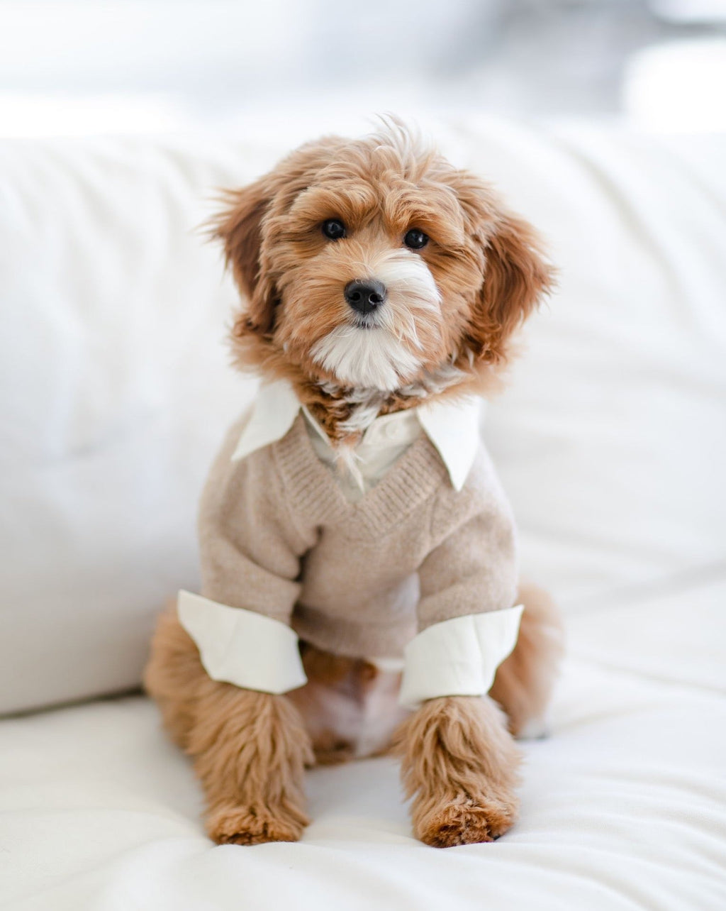 Dog Sweater product image 8