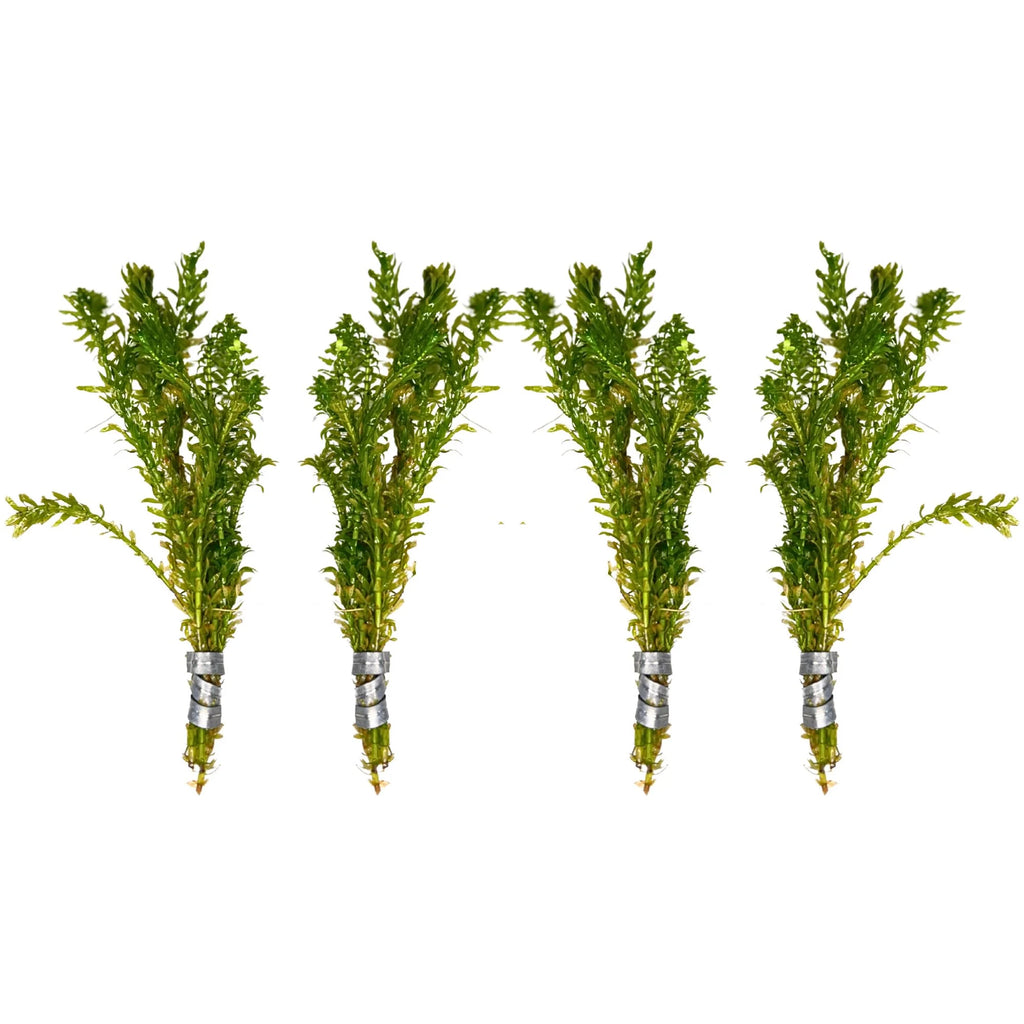 Aquatic Plants product image 8
