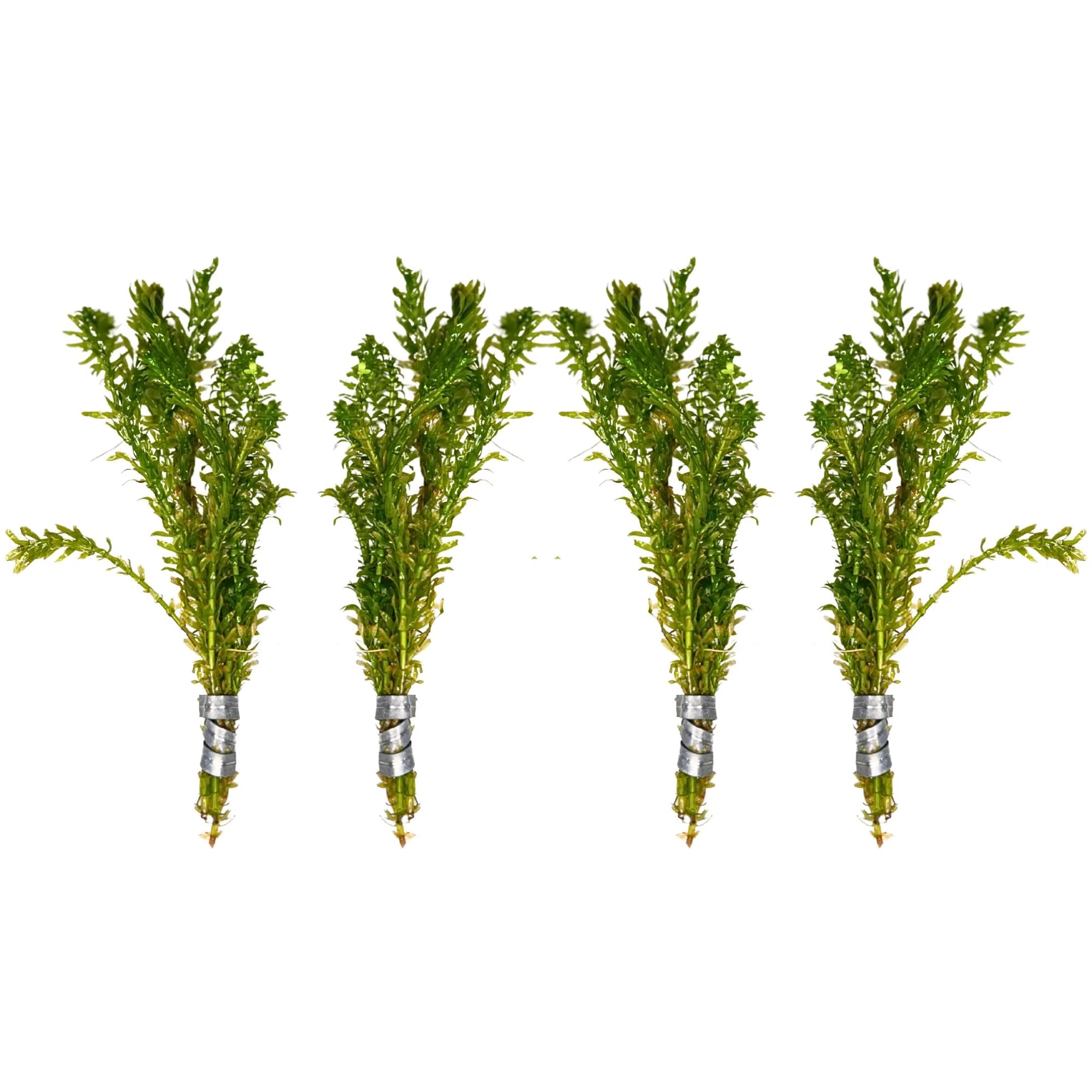 Aquatic Plants product image 8
