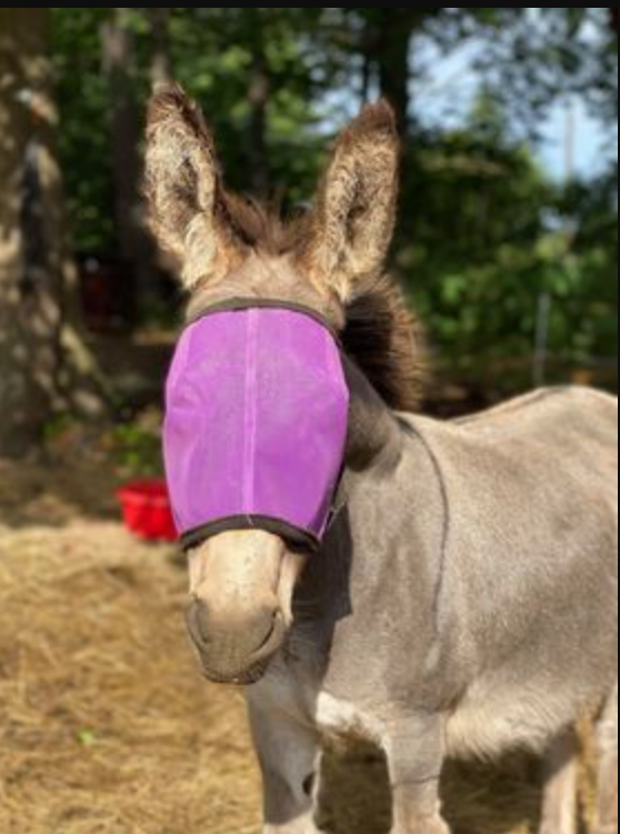 Horse Fly Mask product image 8