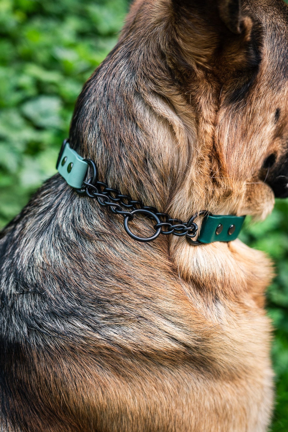 Martingale Dog Collar product image 8