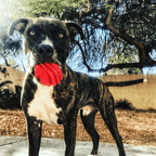 Rubber Dog Toy product image 8