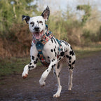 Dog Harness product image 8