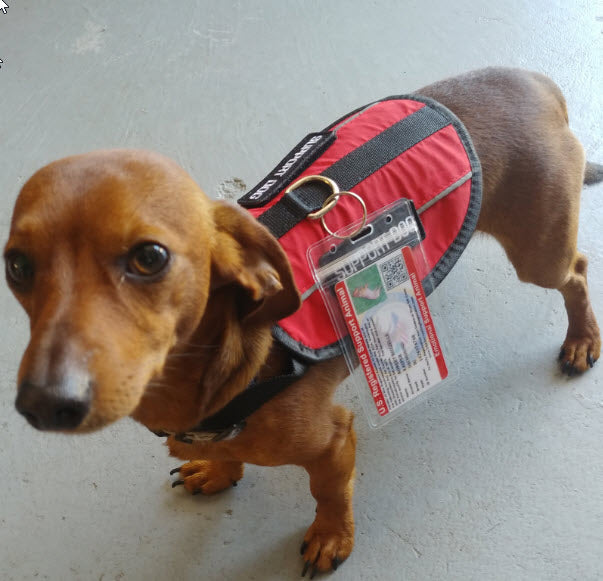 Emotional Support Dog Package product image 8
