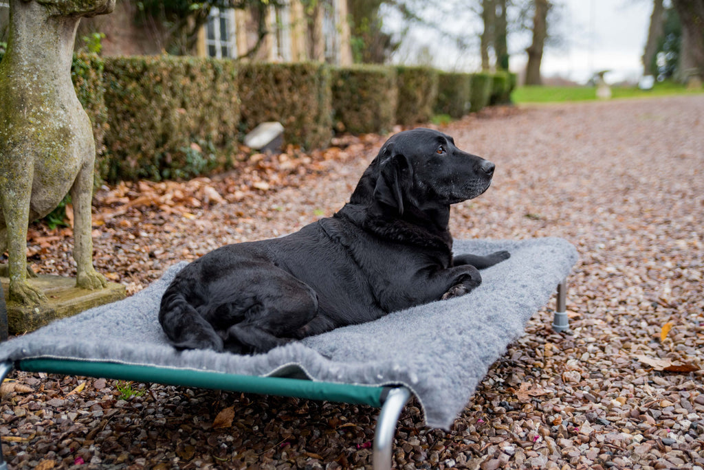 Raised Dog Bed product image 8