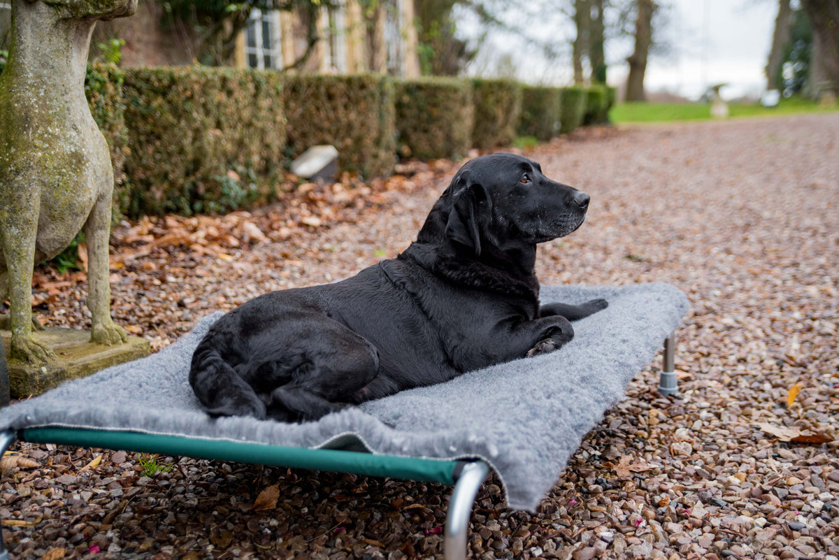 Raised Dog Bed product image 8
