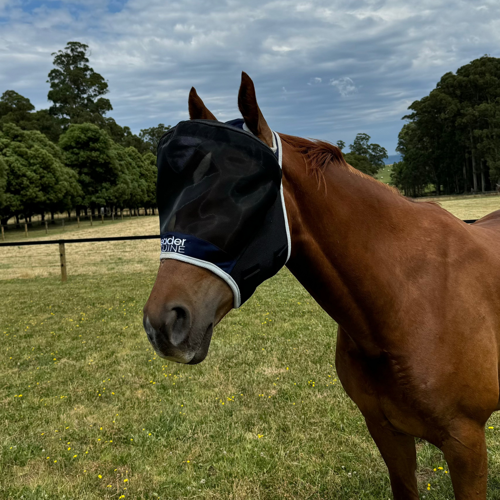 Horse Fly Mask product image 8