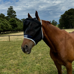 Horse Fly Mask product image 8