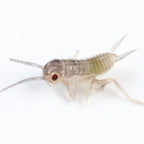Live Feeder Crickets product image 8