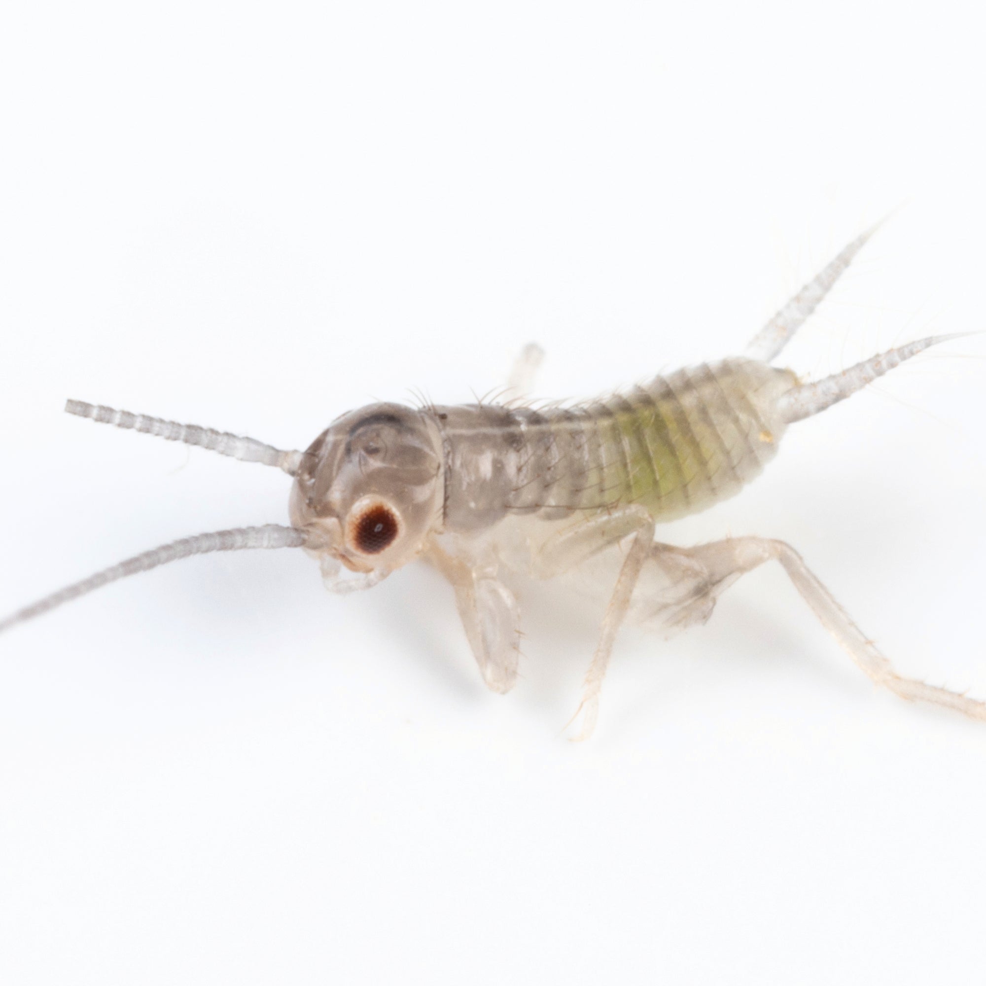 Live Feeder Crickets product image 8