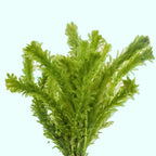 Live Anacharis Aquarium Plant product image 8