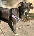 Reflective Martingale No-Pull Dog Harness product image 8