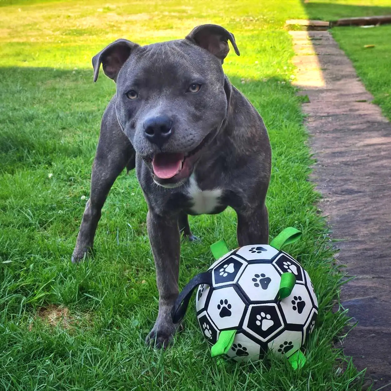 Soccer Ball Dog Toy with Tug Handles product image 8