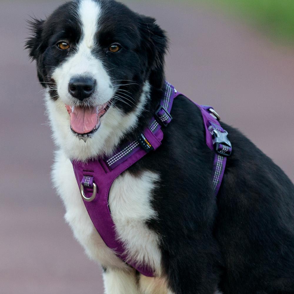 Lightweight No Pull Dog Harness, Reflective Adjustable Walking Vest in Three Colors and XXS to XL Sizes source image 9