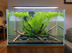 Live Hornwort Aquarium Plant Bunches for Floating or Planted Freshwater Tanks, Packs of Three or Six source image 9