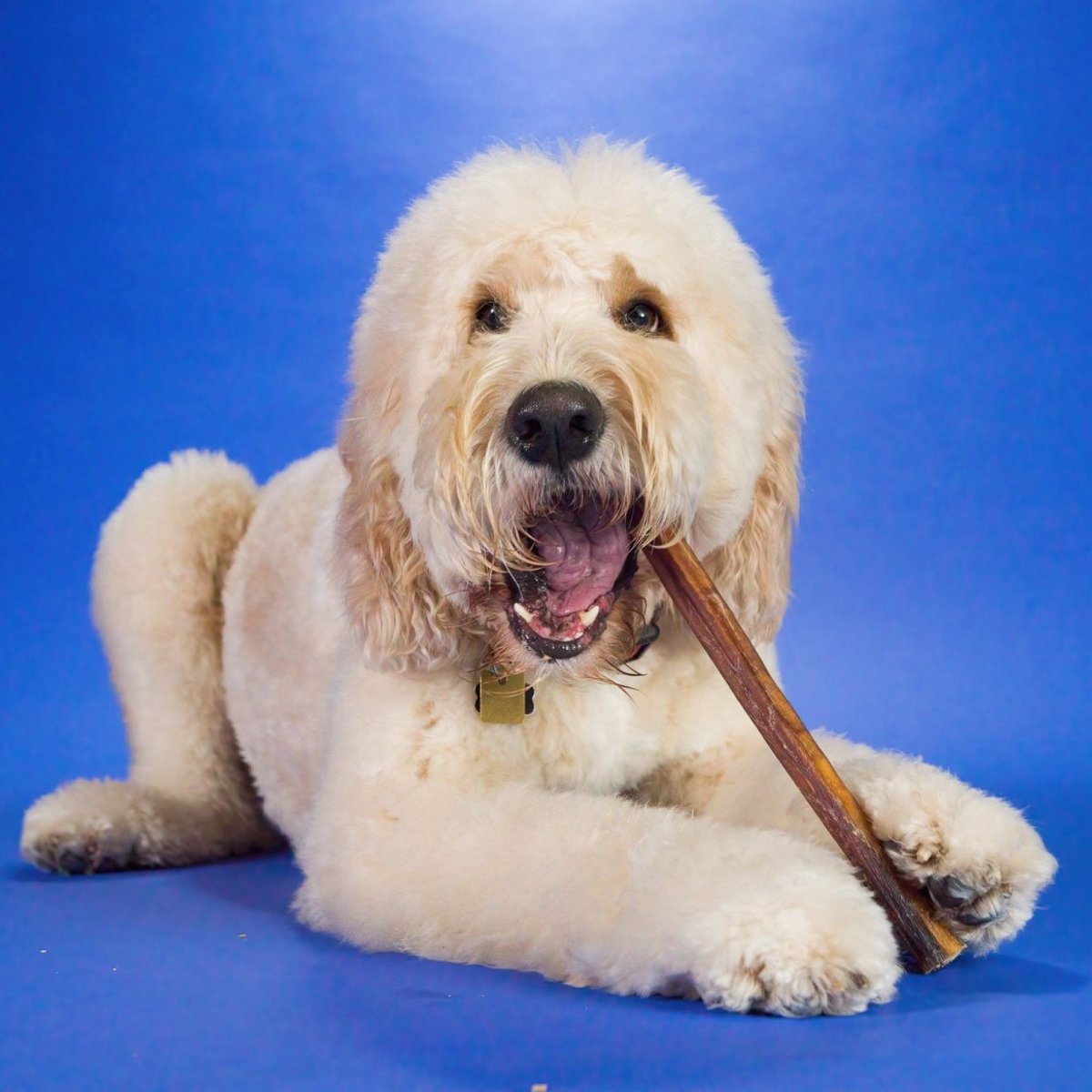 A fluffy light-colored dog lies on a blue background, happily chewing on a 12-Inch Jumbo Bully Stick from Best Bully Sticks—a perfect treat for power chewers that also supports dog dental health.