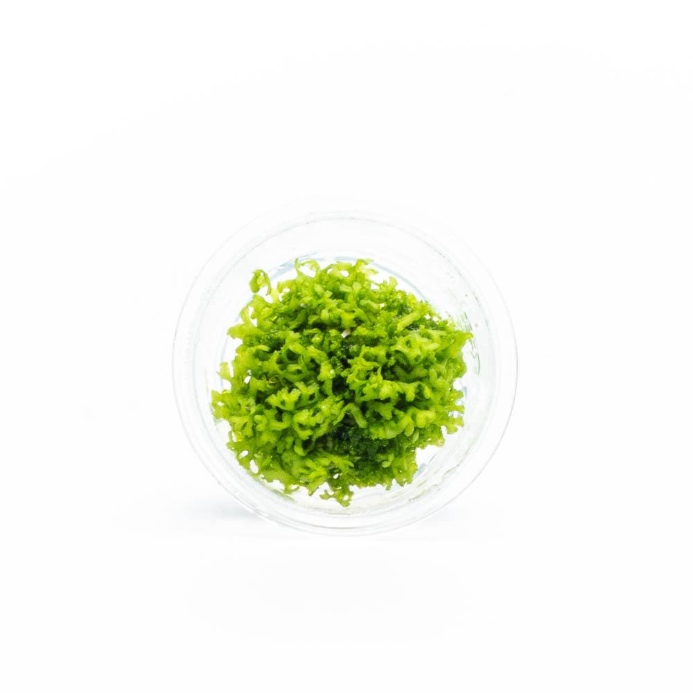 Riccia Fluitans Tissue Culture Aquarium Plant for Bright Green Floating Mats and Hardscape Carpeting source image 9