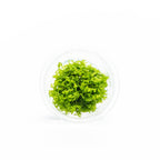 Riccia Fluitans Tissue Culture Aquarium Plant for Bright Green Floating Mats and Hardscape Carpeting source image 9